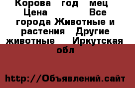 Корова 1 год 4 мец › Цена ­ 27 000 - Все города Животные и растения » Другие животные   . Иркутская обл.